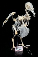 藏品(鴿)的圖片